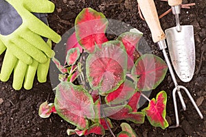 Planting lasting Love Caladium in the garden