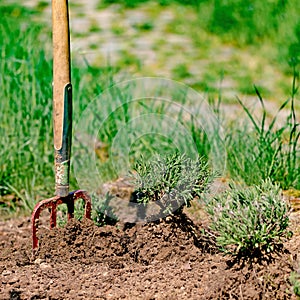 Planting a lavender plant in a garden bed with a spade