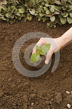 Planting a little plant