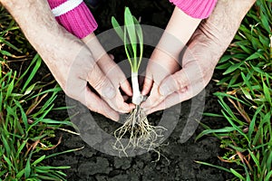 Planting a little plant