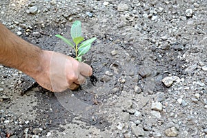 Planting a little plant