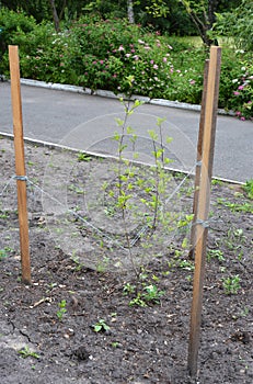 Planting Magnolia tree. Magnolias prefer a moist, well-drained soil which is rich in organic matter, so it is well worth adding photo