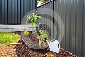 Planting a mango tree on backyard