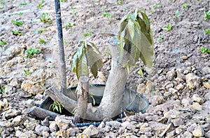 Planting Mango Tree in the Ground