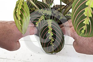 Planting Maranta Leuconeura prayer plant, Fascinator Tricolor, in a pot.