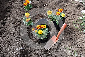 Planting marigold flowers.