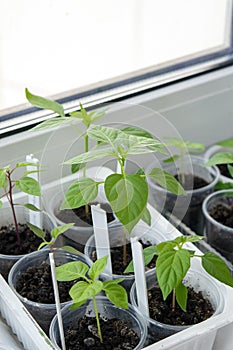 Planting material of chili pepper saplings