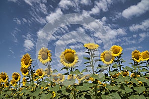 Planting of maturing sunflowers with a beautiful blue sky full of white clouds in the background. Concept plants, seeds, oil,