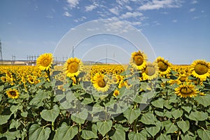 Planting maturing sunflowers on a nice clear day. Concept plants, seeds, oil, plantation, nuts