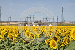 Planting of maturing sunflowers with a power plant in the background. Concept plants, seeds, oil, plantation, nuts