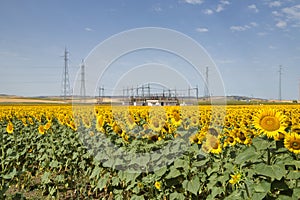 Planting of maturing sunflowers with a power plant in the background. Concept plants, seeds, oil, plantation, nuts