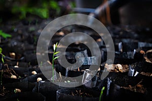 planting about the Melientha suavis that is for agriculture business photo