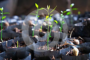 planting about the Melientha suavis that is for agriculture business photo