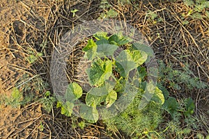 Planting melon in the dill garden on the sandy soil