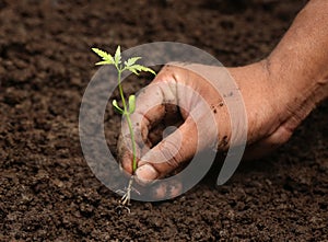 Planting neem plant