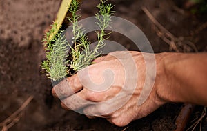 Planting new life. Cropped shot of a manamp039s hand planting a plant.