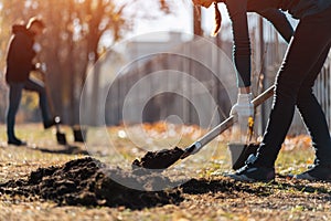 planting new trees with gardening tools or volunteer with shovel digging ground