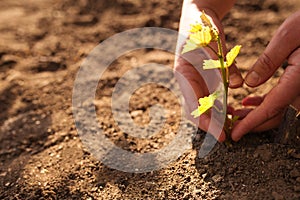 Planting a new vineyard. Grape Care. Love for winemaking