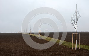 Planting of a new windbreak in field, bio corridor, alley of ash trees. fixed to the poles and fenced with plastic protective mesh