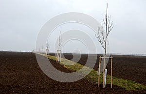 Planting of a new windbreak in field, bio corridor, alley of ash trees. fixed to the poles and fenced with plastic protective mesh