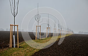 Planting of a new windbreak in field, bio corridor, alley of ash trees. fixed to the poles and fenced with plastic protective mesh