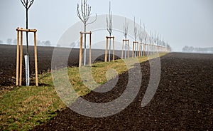 Planting of a new windbreak in field, bio corridor, alley of ash trees. fixed to the poles and fenced with plastic protective mesh