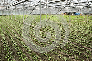 Planting new young andive plants