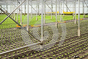 Planting new young salad plants