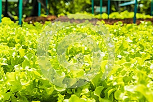 Planting non-toxic Organic vegetables Salad Dressings beautiful