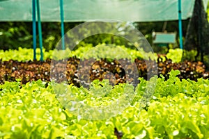 Planting non-toxic Organic vegetables Salad Dressings beautiful photo