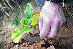 Planting Oak Seedling