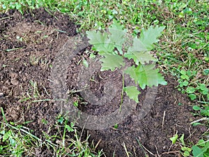 planting an oak tree to reforest the forest. small oak tree planted photo