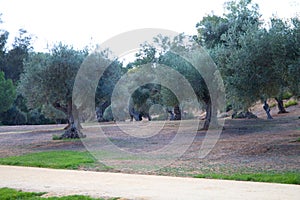 Planting olive trees in the fields of spain. The olive trees are centenary and their fruit is the olive for the production of