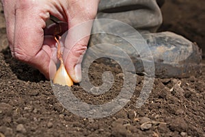 Planting onions