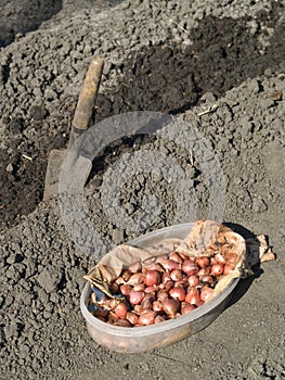 Planting onions
