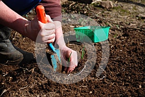 Planting onions
