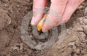Planting onions in row