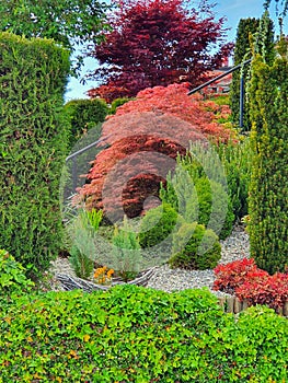 Planting with ornamental plants in front of the house photo