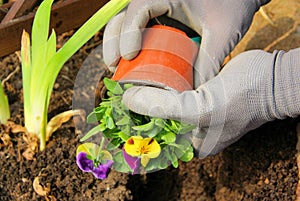 Planting pansy