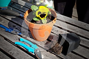 Planting the pansy flower into clay pot