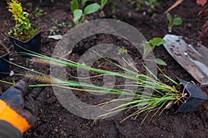 Planting pennisetum black beauty into soil. Gardener plants ornamental fountain grass in ground in fall garden