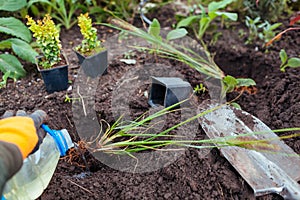 Planting pennisetum black beauty into soil. Gardener plants ornamental fountain grass in ground in fall garden