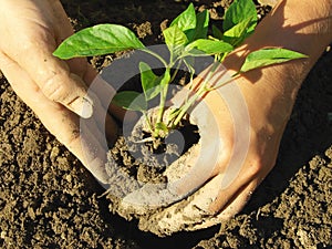 Planting pepper seedlings