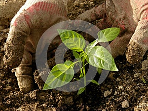 Planting pepper seedlings