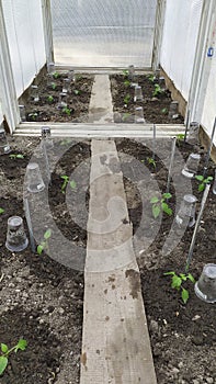 Planting pepper seedlings in the greenhouse in spring. Growing vegetables in the garden