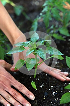 Planting Peppers