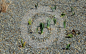 Planting perennial beds with bulbs just after planting. fine gravel is used instead of wood chips. gravel conforms to thermophilic