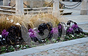 Planting perennial flowers on a flowerbed in a city flowerbed on the square. grow grasses and biennials planting without weeds in
