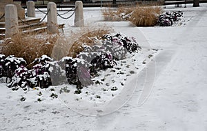 planting perennial flowers in the flowerbed city grow grass and biennials with purple ornamental cabbage. festive courtyard