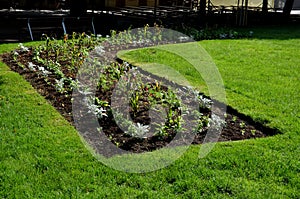 Planting perennials in flower beds. annual rebates are various crescent trees cut between the terrain waves of the lawn mower that